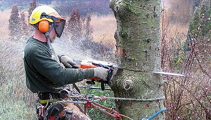 DC Tree Removal