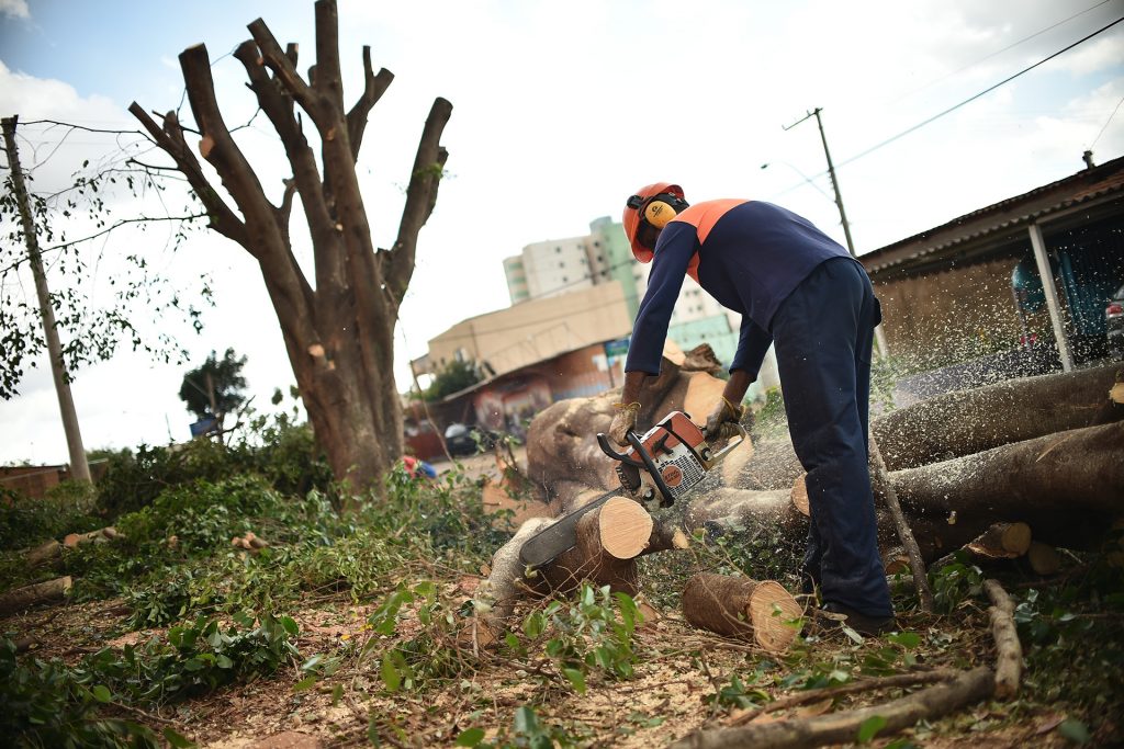 poda_arvore_samambaia_andreborges_agenciabrasilia-1-1024x683